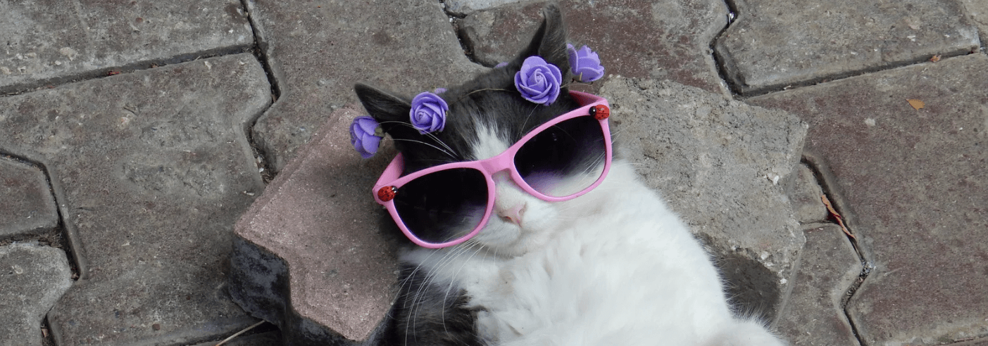 8 Products That Will Change Your Cat's Life!